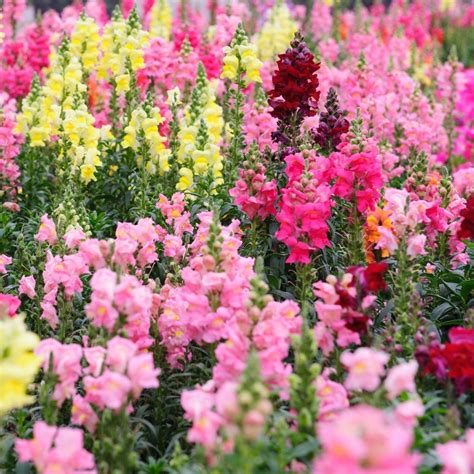 The role of Snapdragon magic carpet in sustainable travel